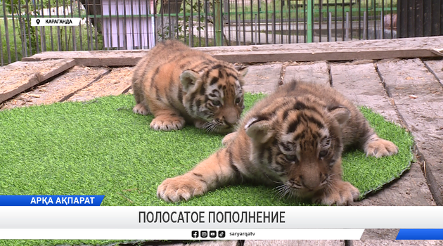 Полосатое пополнение
