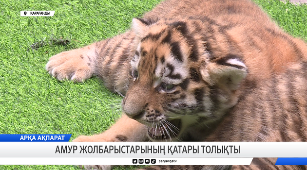 Екі амур жолбарыстары дүниеге келді