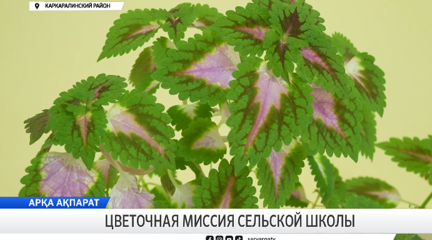 Цветочная миссия сельской школы