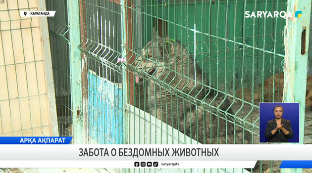 Забота о бездомных животных