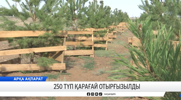 250 түп қарағай отырғызылды