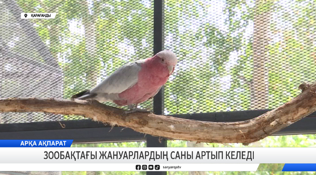 Зообақтағы жануарлардың саны артып келеді