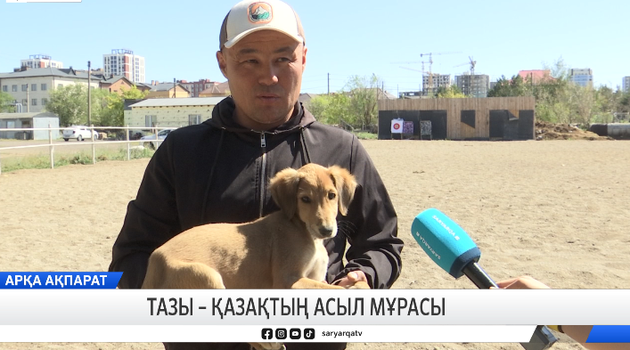 Тазы – қазақтың асыл мұрасы