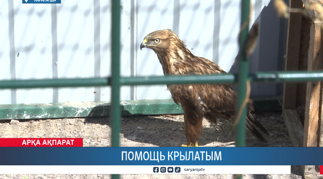 Помощь крылатым