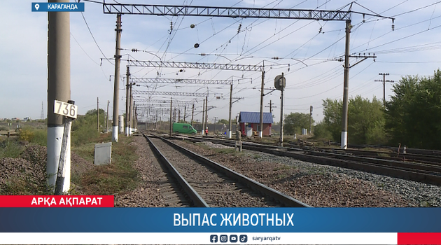 Выпас животных