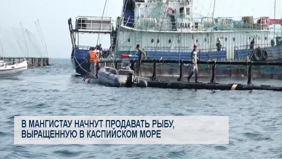 В Мангистау начнут продавать рыбу, выращенную в Каспийском море
