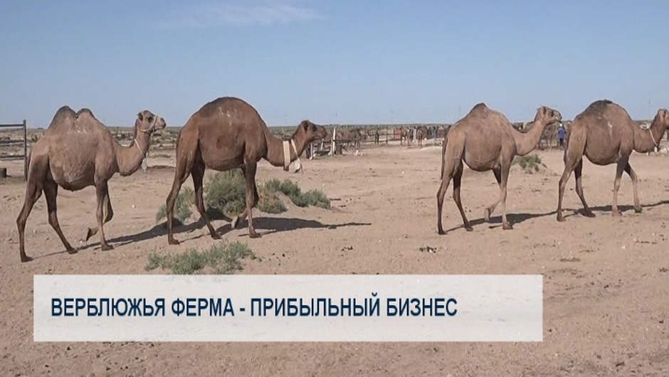 Верблюжья ферма - прибыльный бизнес