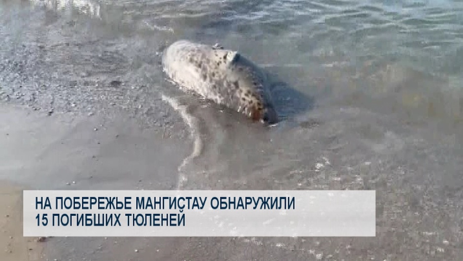 На побережье Мангистау обнаружили 15 погибших тюленей