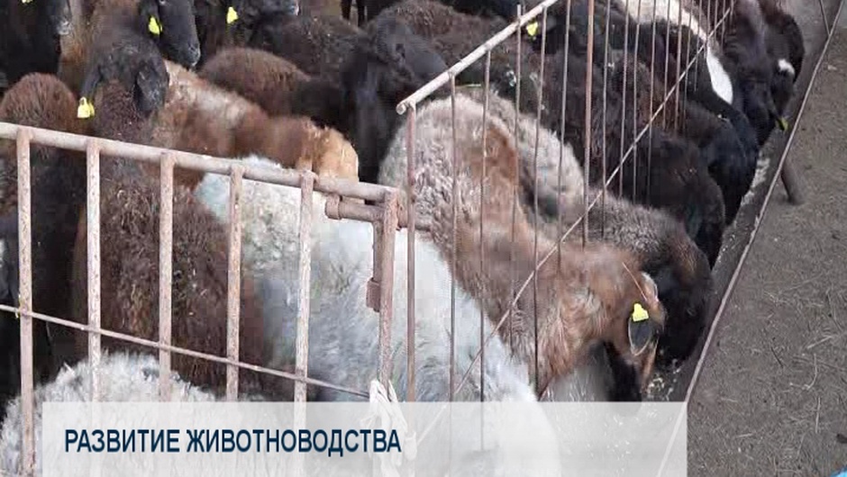Развитие животноводства 