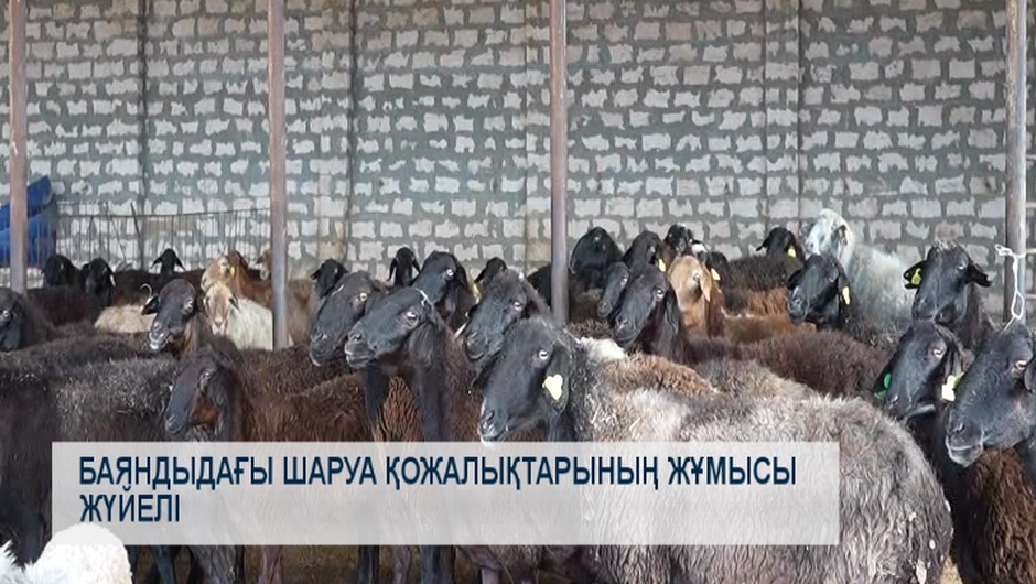 Баяндыдағы шаруа қожалықтарының жұмысы жүйелі 
